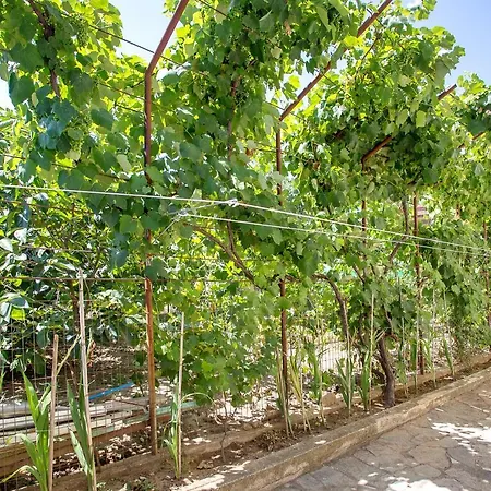 Haroulena كافالا